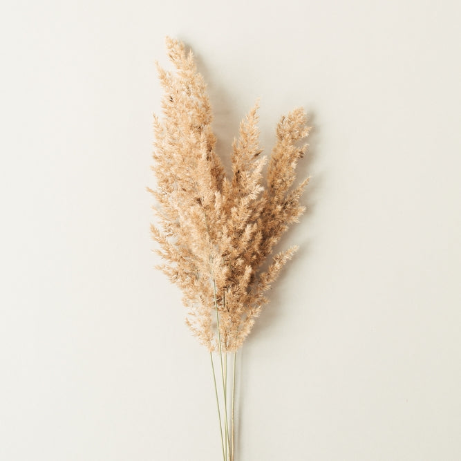 CranioSacral Session